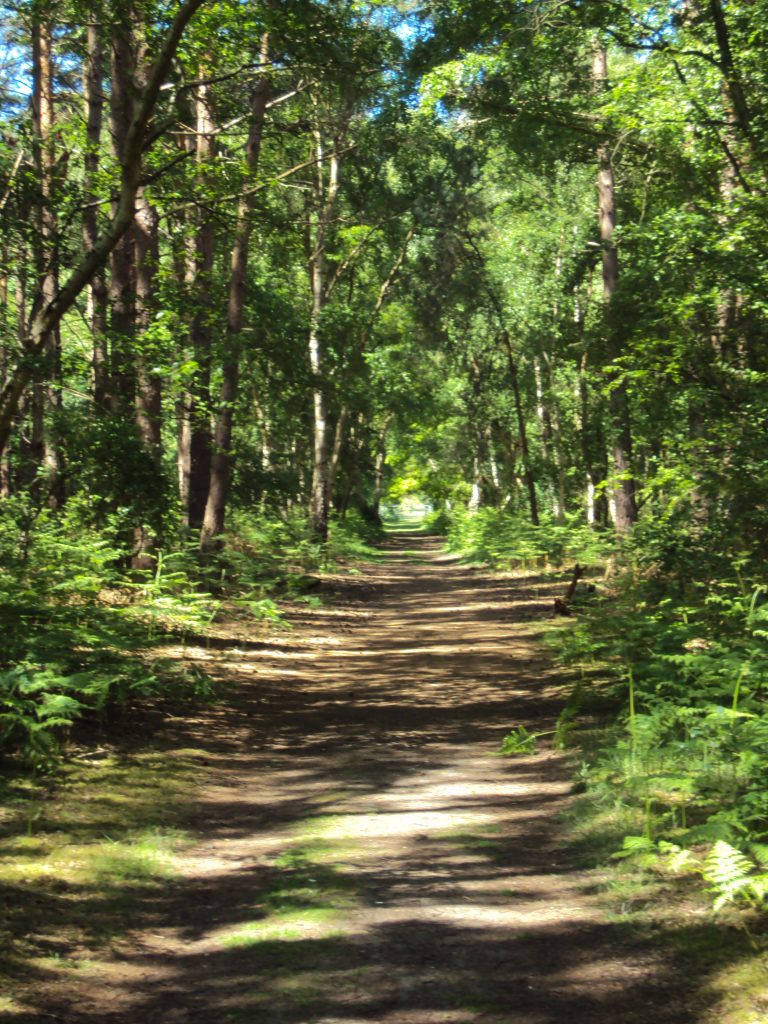 Tree lined path with dappled shade and a glimpse of blue sky above.