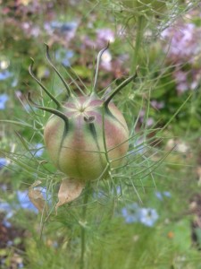 Seed pod from the Nigella plant with flowers in the background.