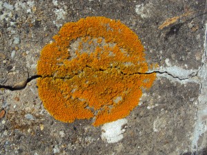 Lichen growing on a concrete tank trap.