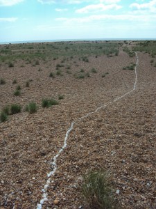 A line of whelk shells leading across a pebble beach.