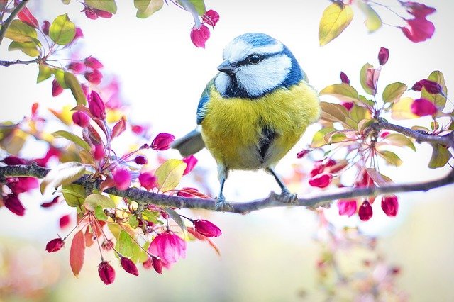 A Blue Tit sat on the branch of a tree surrounded by blossom buds.